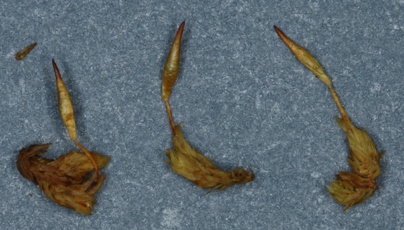 Drummondia prorepens